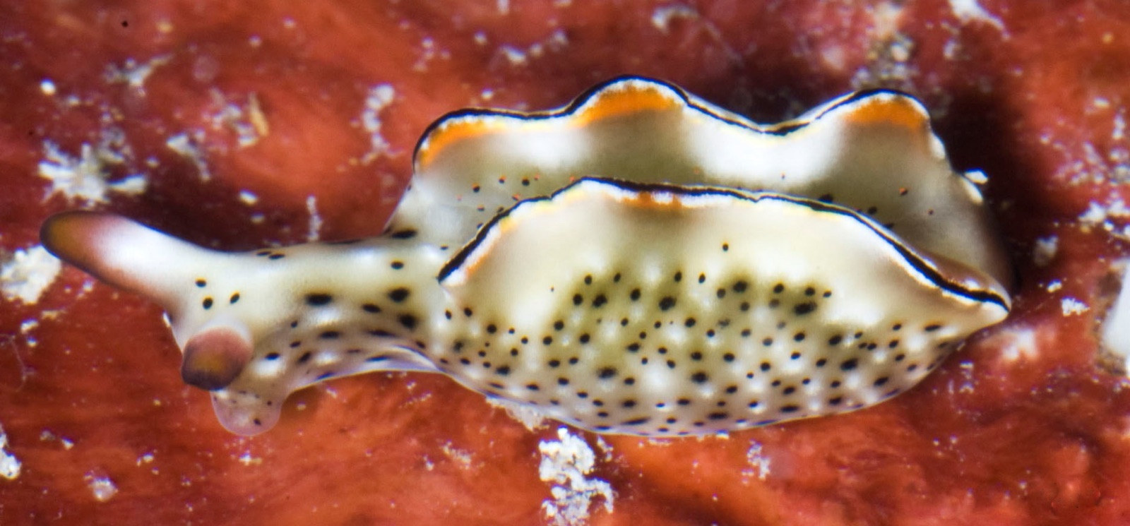 Photo of Ornate elysia (Elysia ornata)