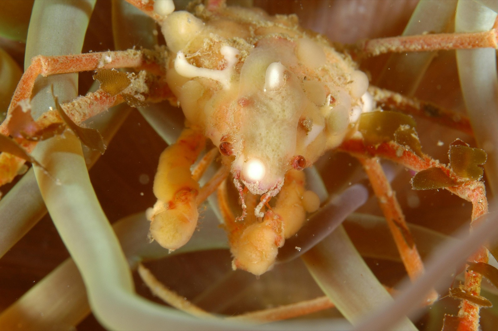 Photo of Anemone spider crab (Inachus phalangium)