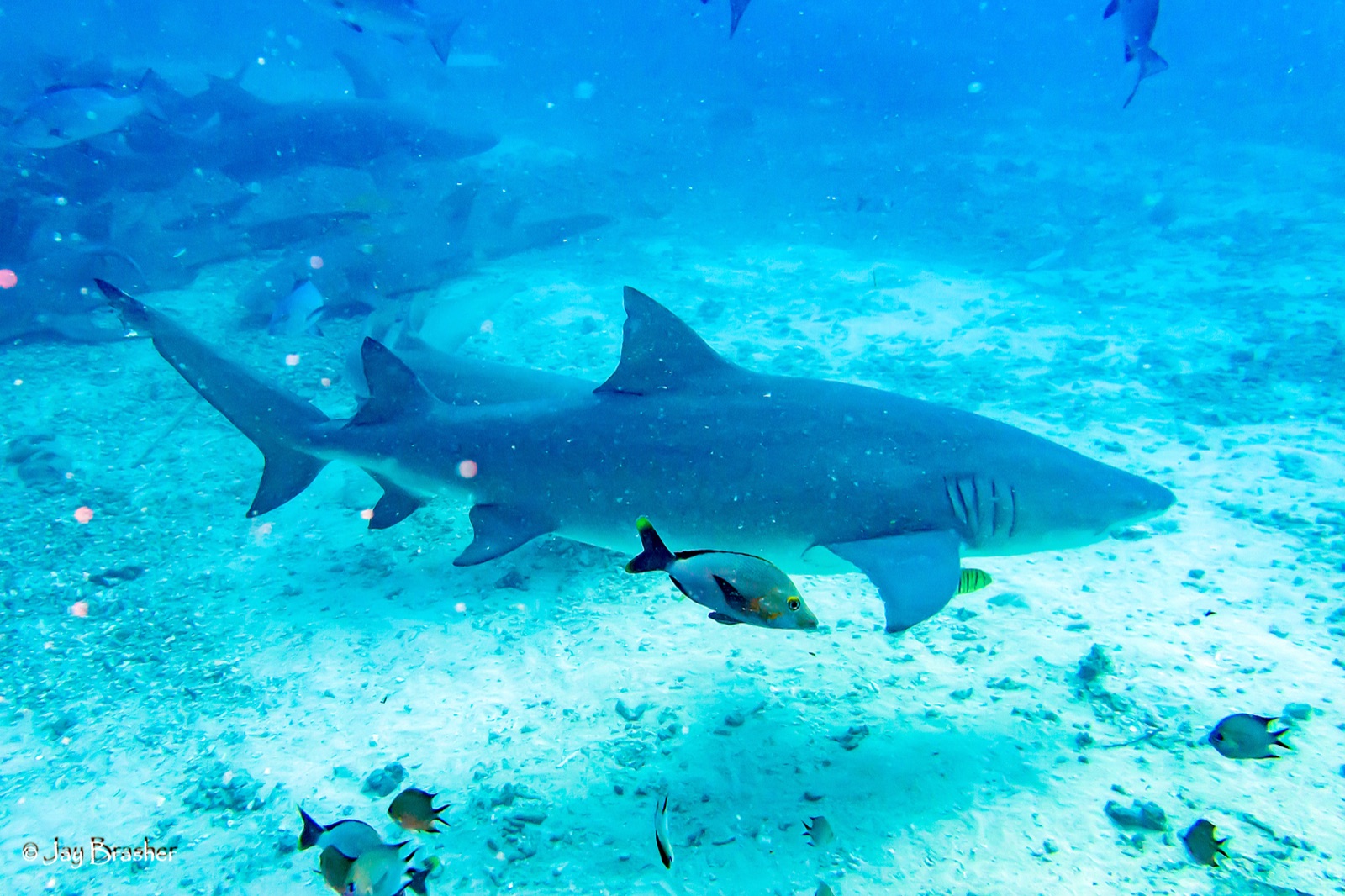 Photo of Sicklefin lemon shark (Negaprion acutidens)