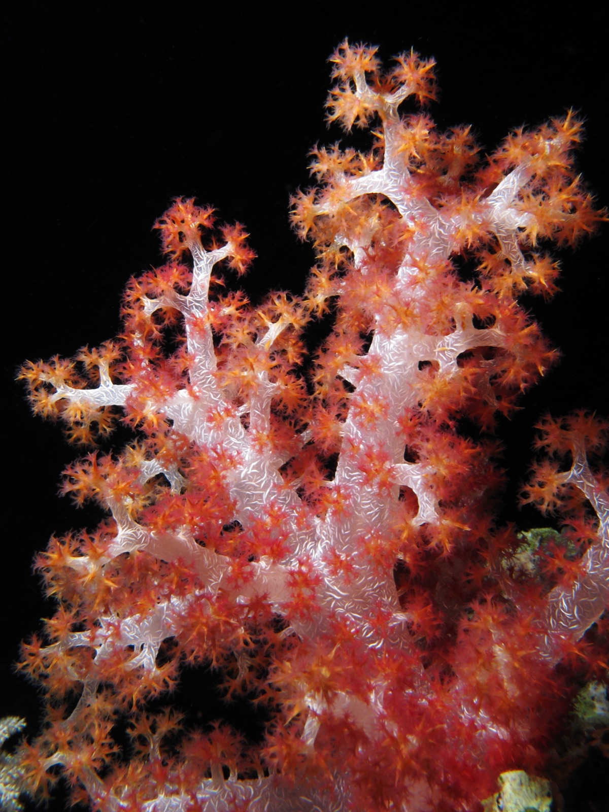 Photo of Broccoli coral (Dendronephthya hemprichi)