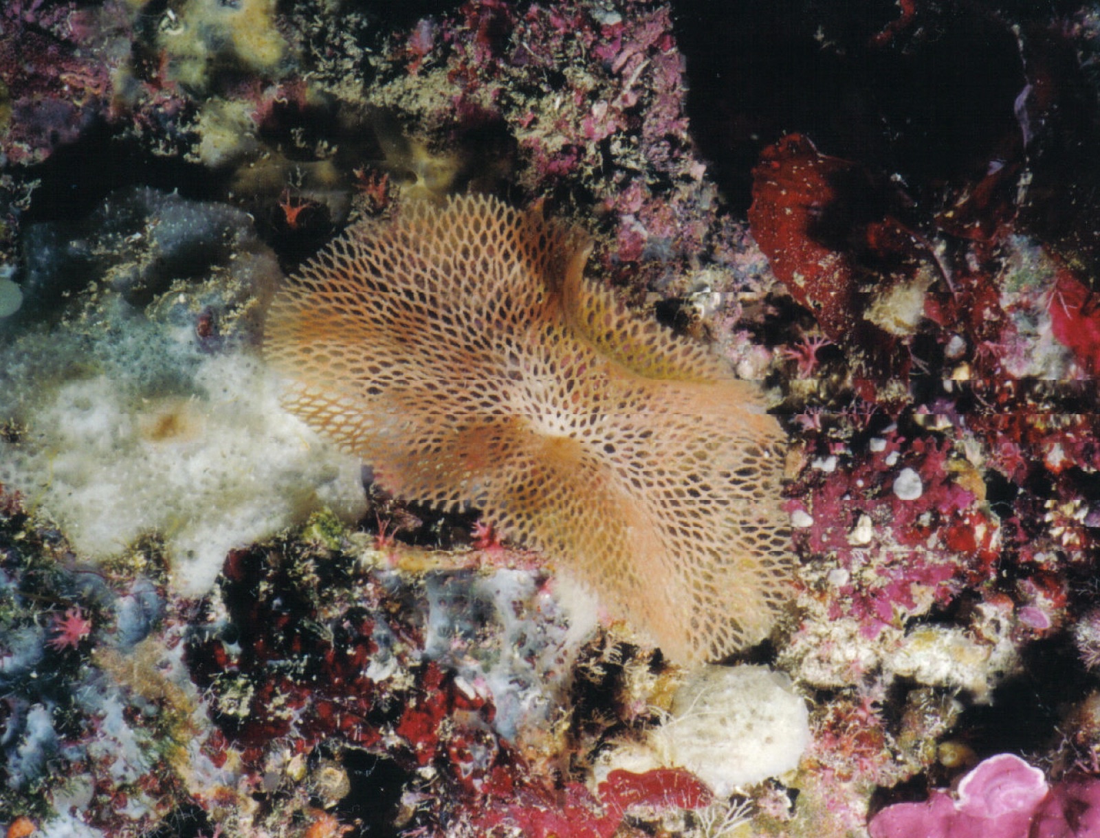 Photo of Neptune's lace bryozoan (Reteporella grimaldii)
