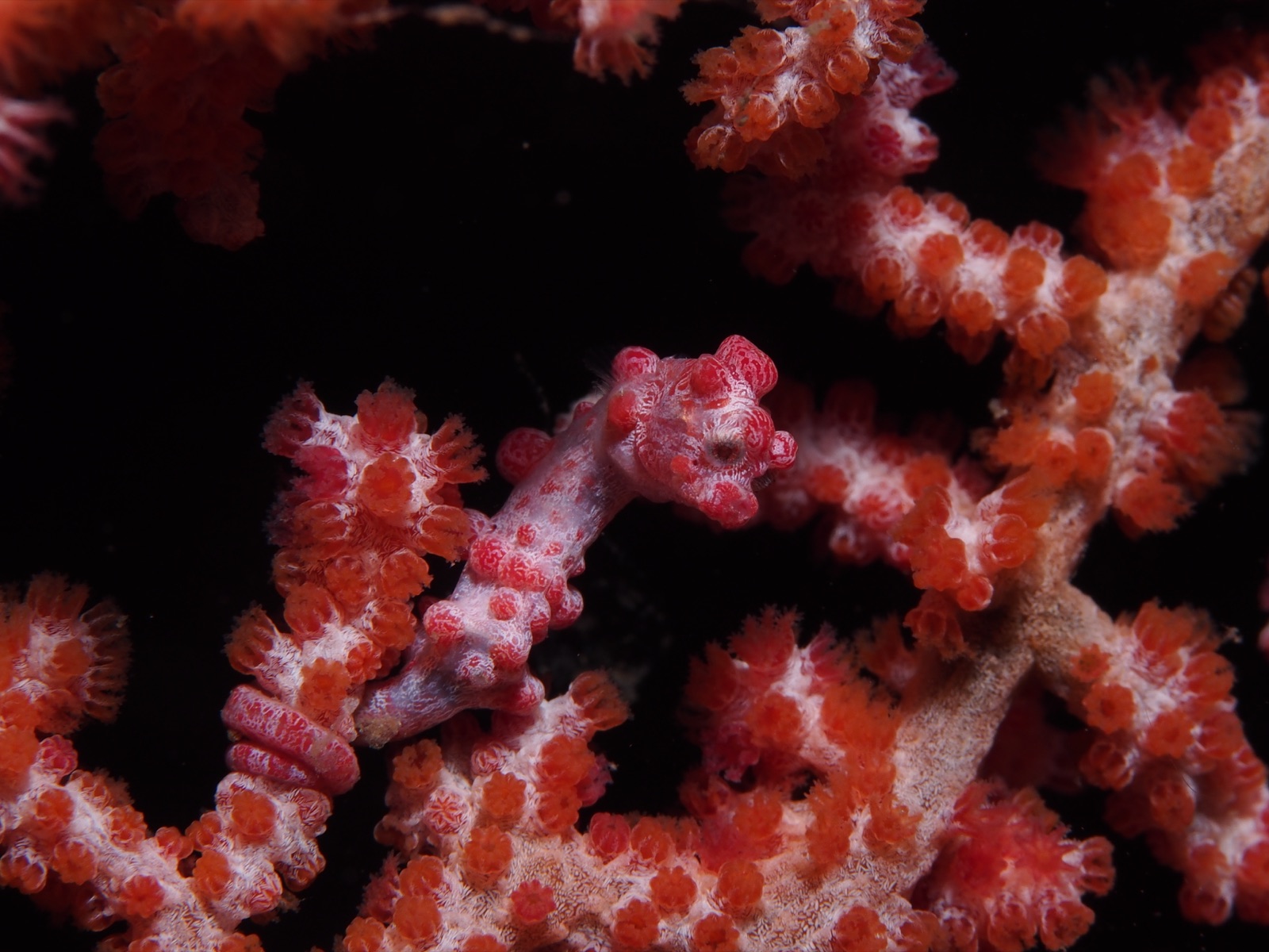 Foto de Caballito pigmeo de Bargibant (Hippocampus bargibanti)
