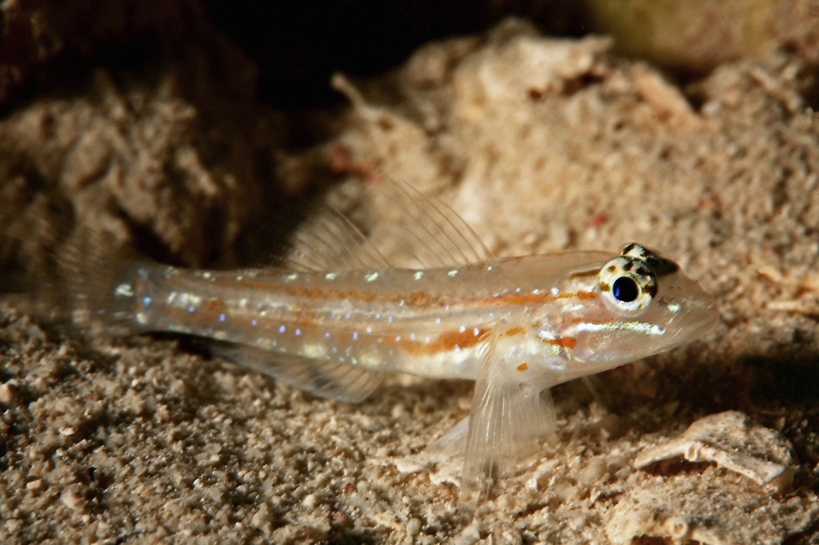 Photo of Bridled goby (Coryphopterus glaucofraenum)
