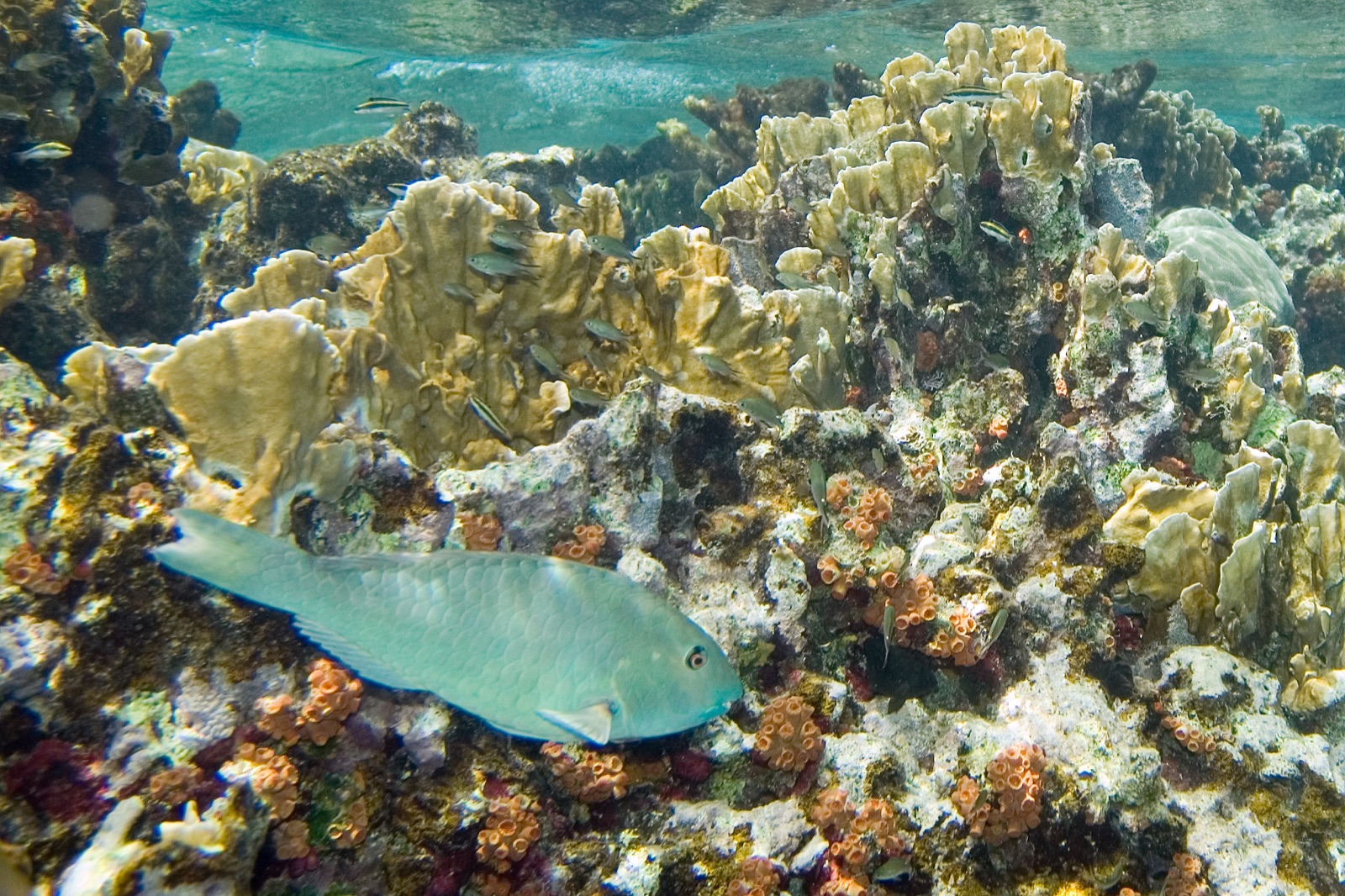 Photo of Yellowtail parrotfish (Sparisoma rubripinne)