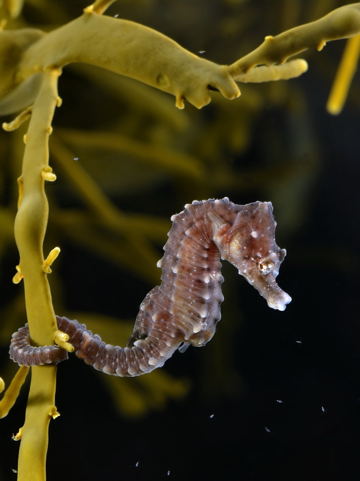 Foto de Caballito de mar comun (Hippocampus hippocampus)