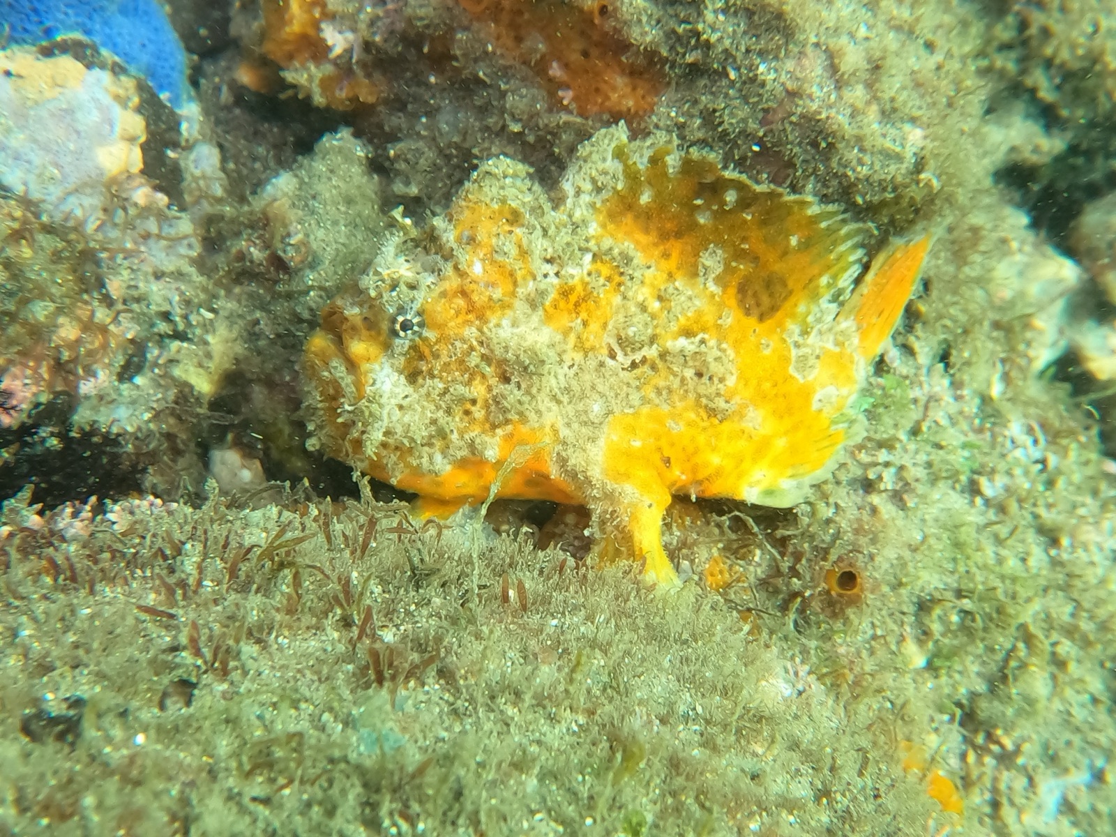 Photo of Bloody frogfish (Antennarius sanguineus)