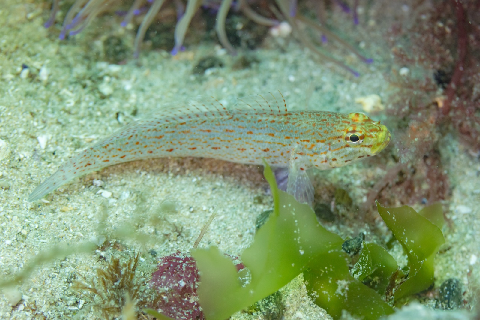 Foto de Gobio cabeza amarilla (Gobius xanthocephalus)