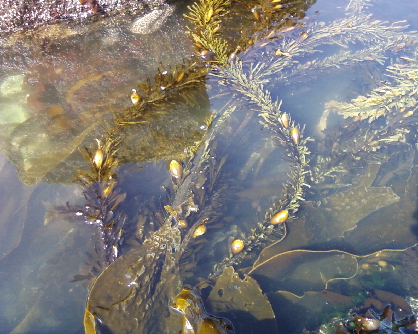 Photo of Feather Boa Kelp (Egregia menziesii)
