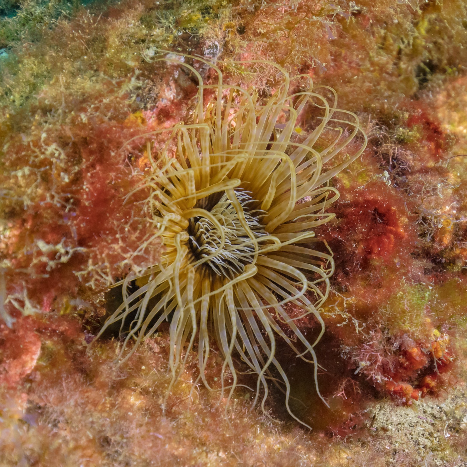 Photo of Giant Med cerianthid (Pachycerianthus dohrni)