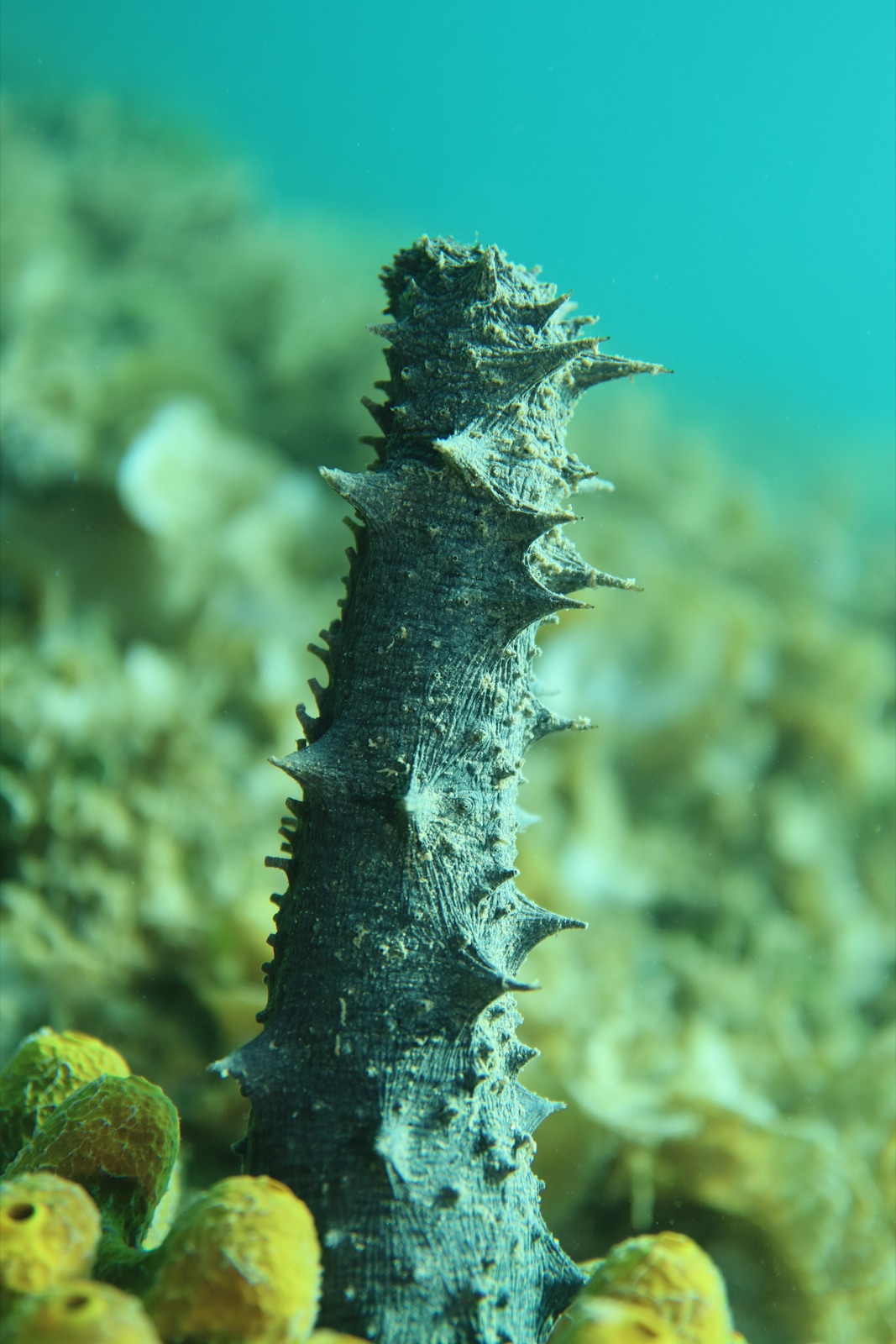 Photo of Tubular sea cucumber (Holothuria tubulosa)