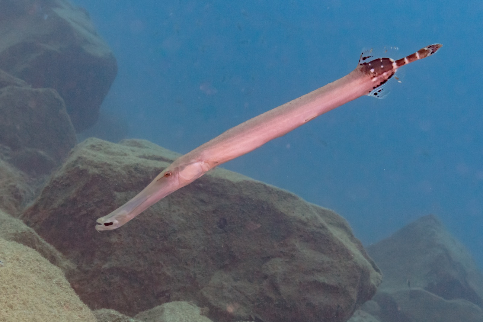 Photo of Atlantic trumpetfish (Aulostomus strigosus)