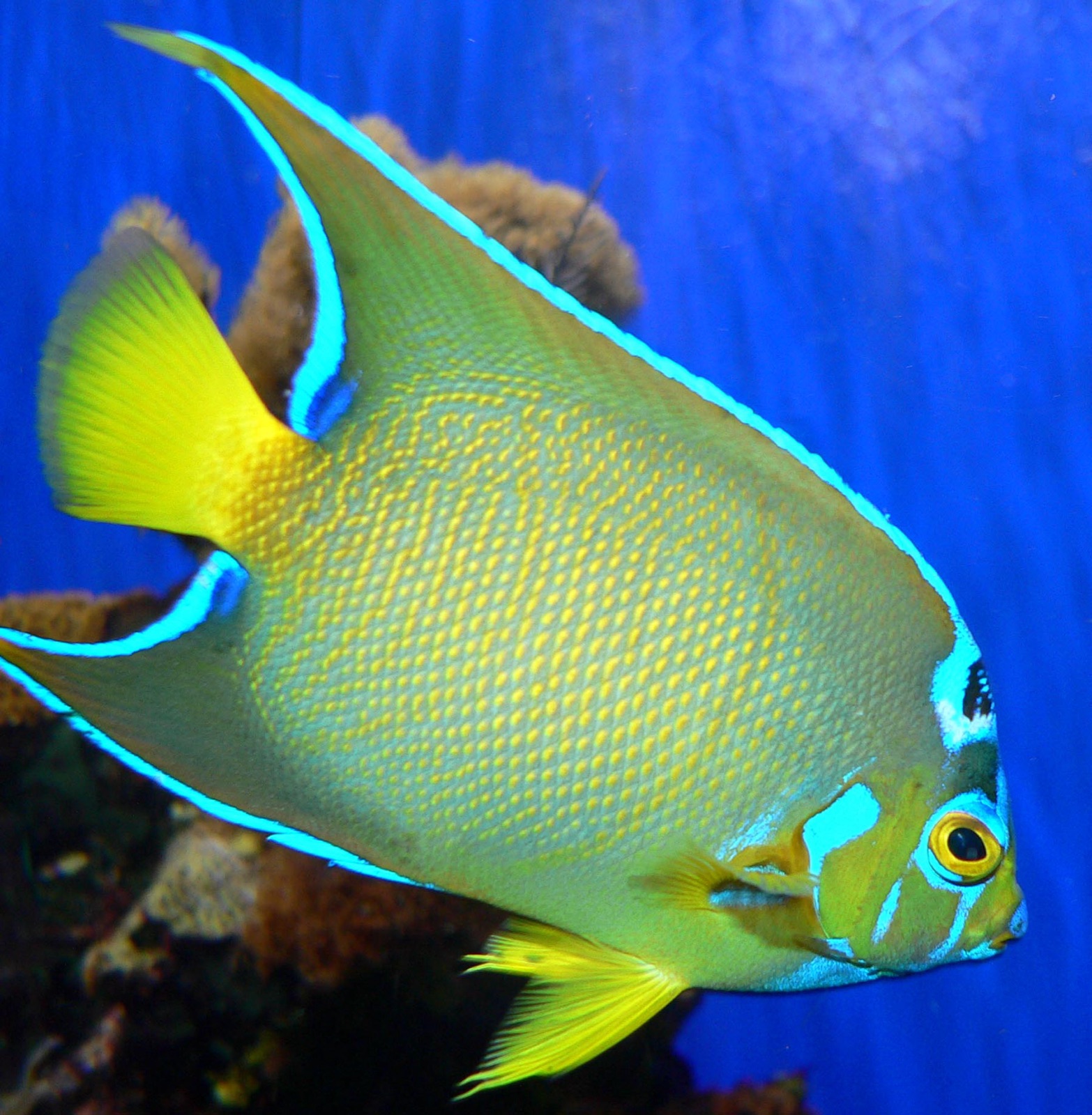 Photo of Queen angelfish (Holacanthus ciliaris)