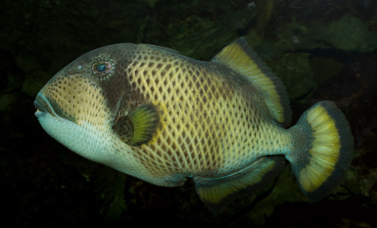 Foto de Pez puerco piedra (Pseudobalistes naufragium)