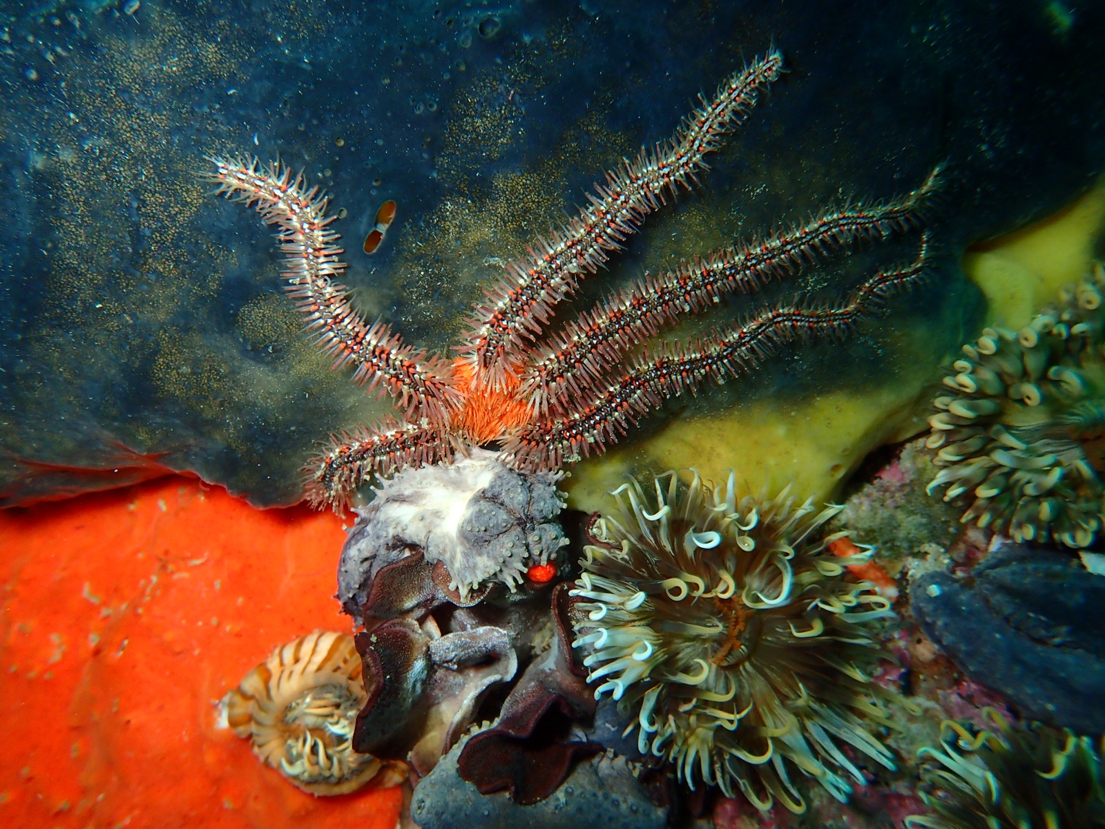Foto de Ofiura frágil (Ophiothrix fragilis)