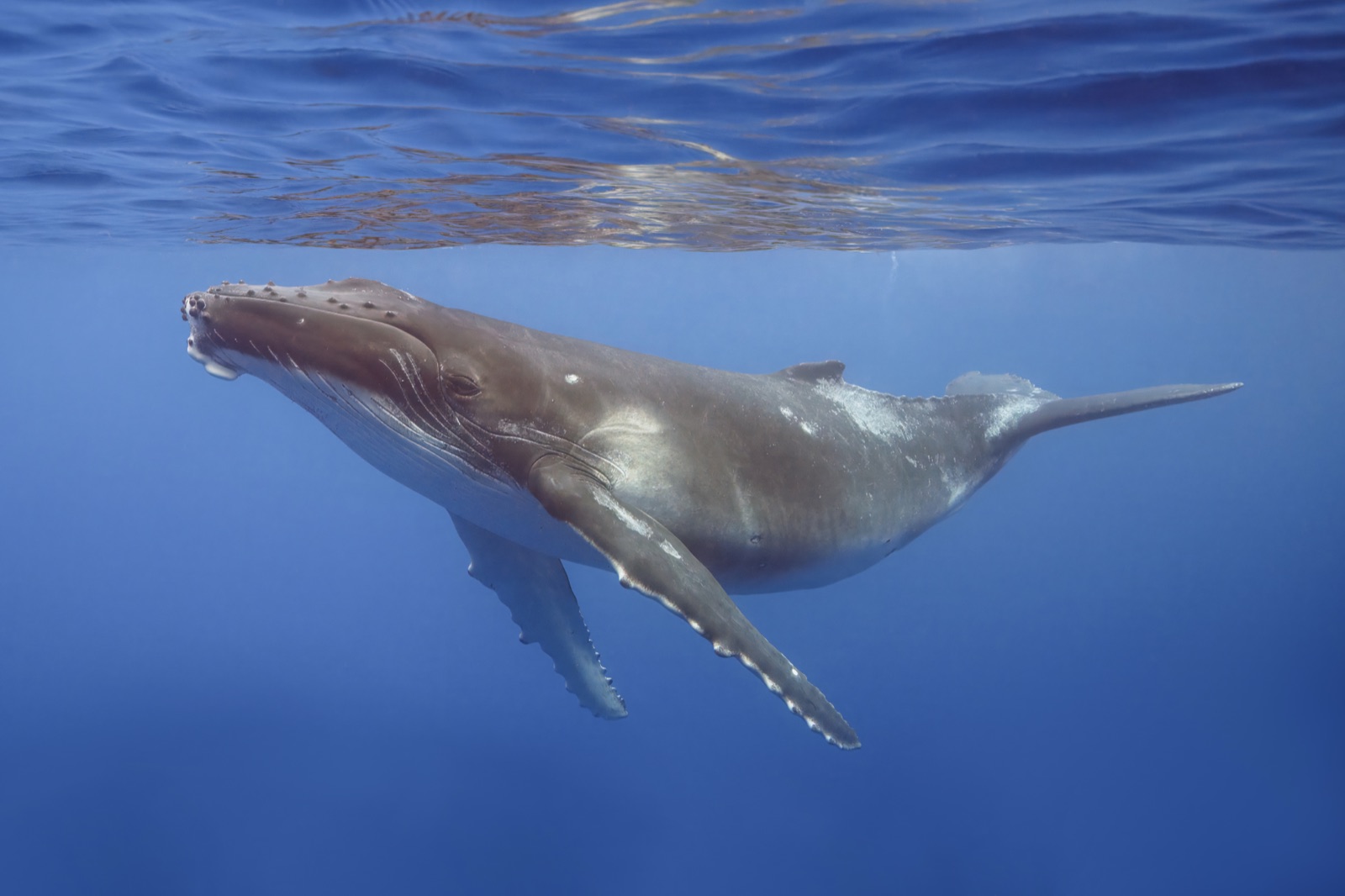 Photo of Humpback whale (Megaptera novaeangliae)