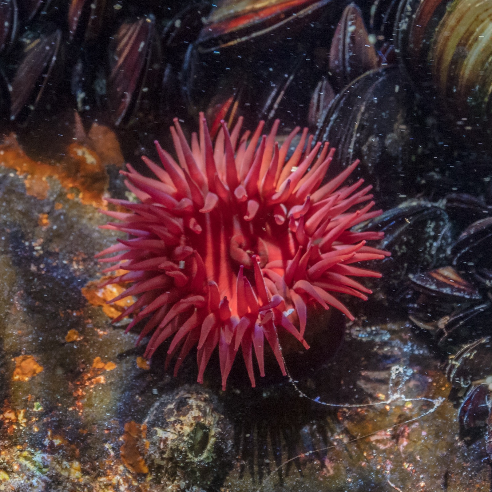 Photo of Beadlet anemone (Actinia equina)