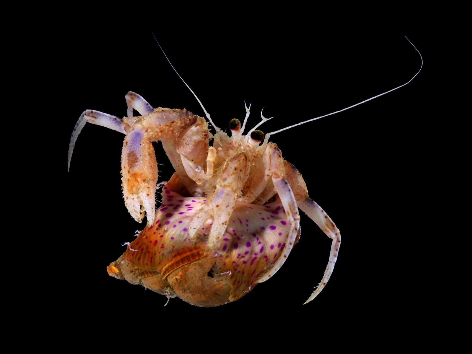Photo of Adam's anemone (Adamsia palliata)