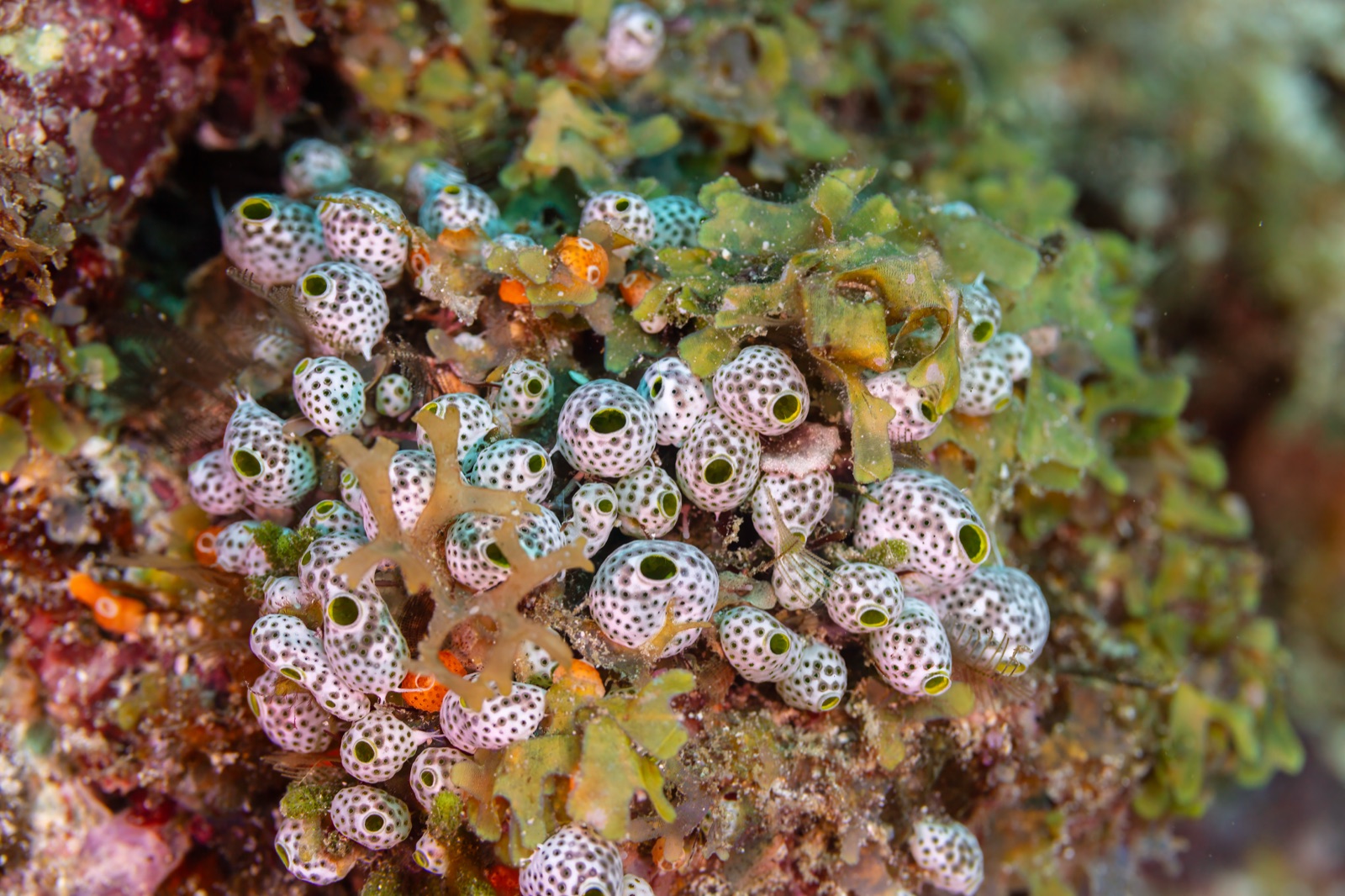 Photo of Green barrel tunicate (Didemnum molle)