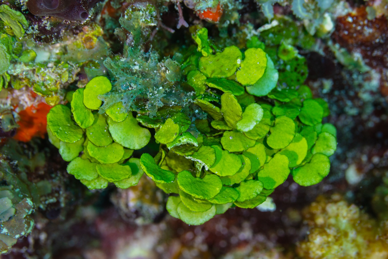 Photo of Halimeda (Halimeda tuna)