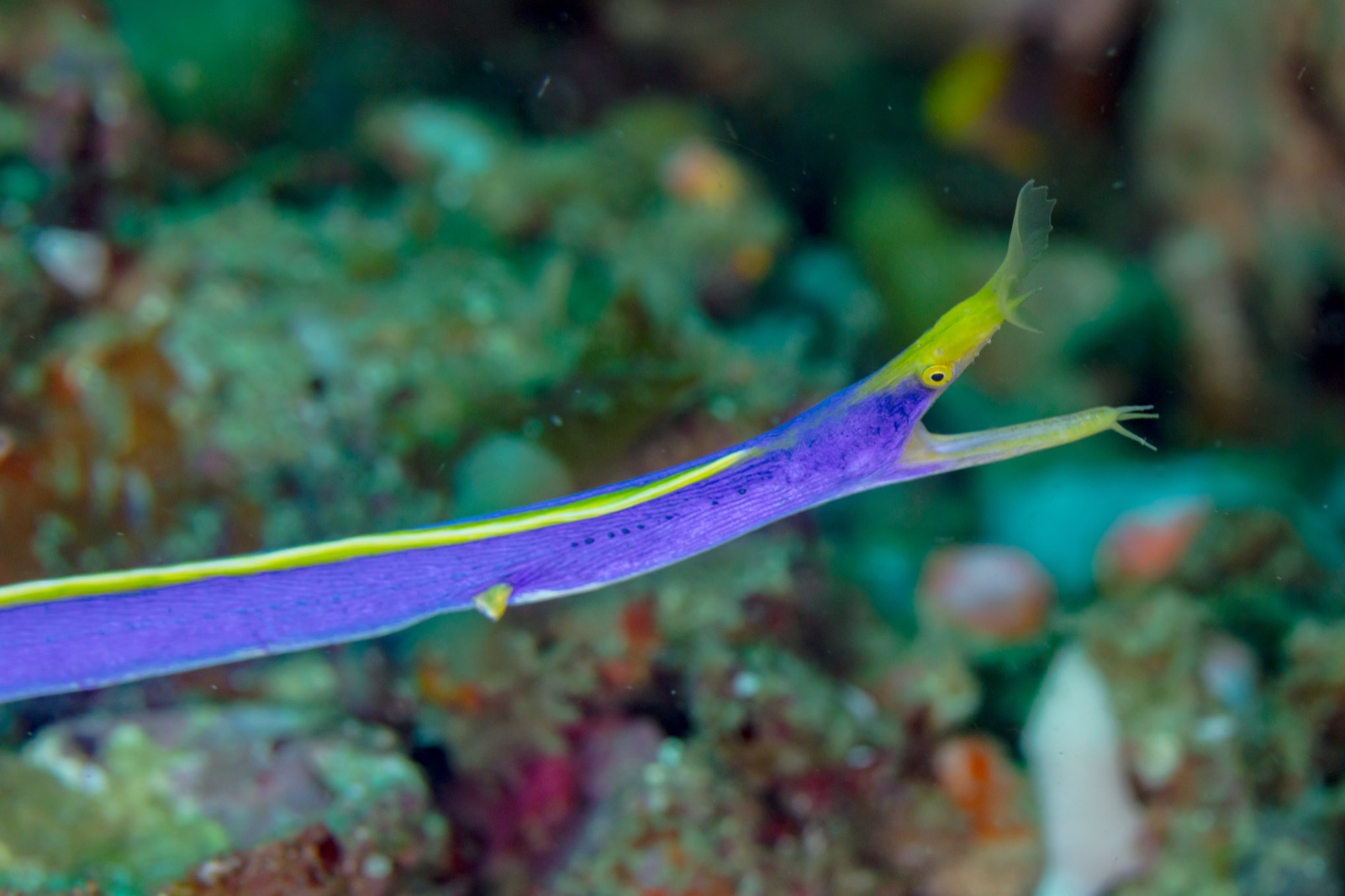 Photo of Ribbon moray (Rhinomuraena quaesita)