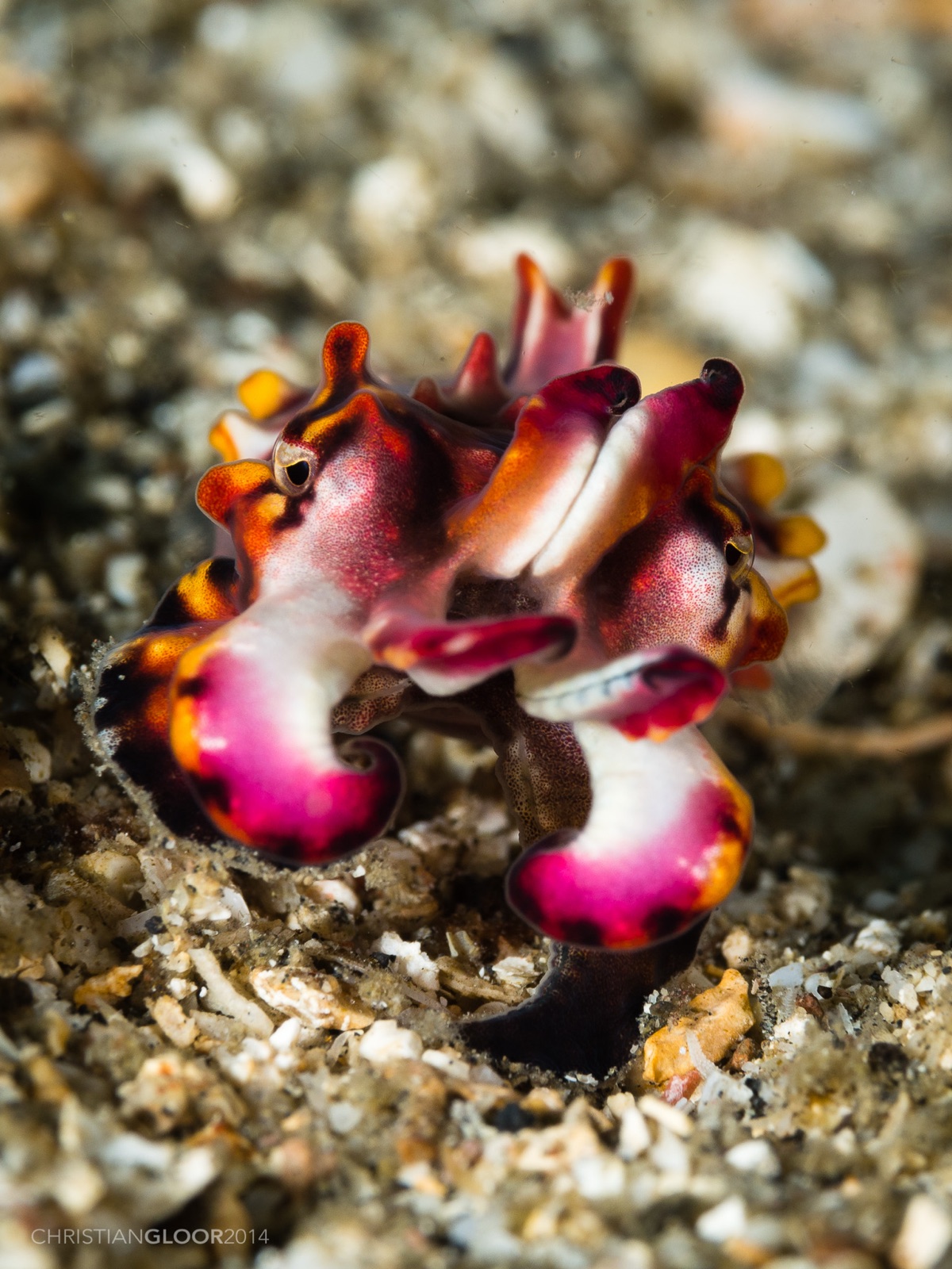 Photo of Flamboyant Cuttlefish (Metasepia pfefferi)