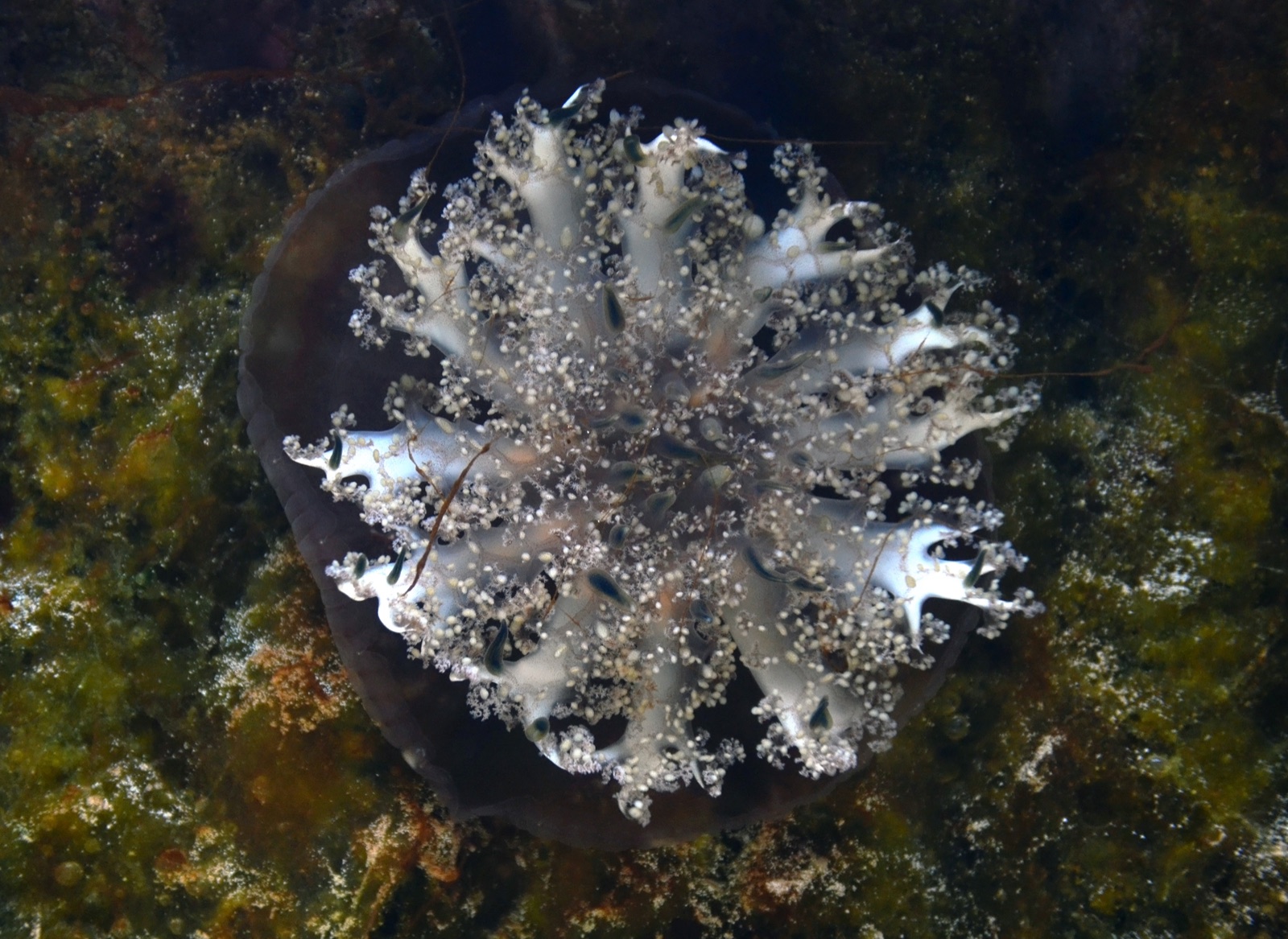Photo of Upside-down jellyfish (Cassiopea andromeda)