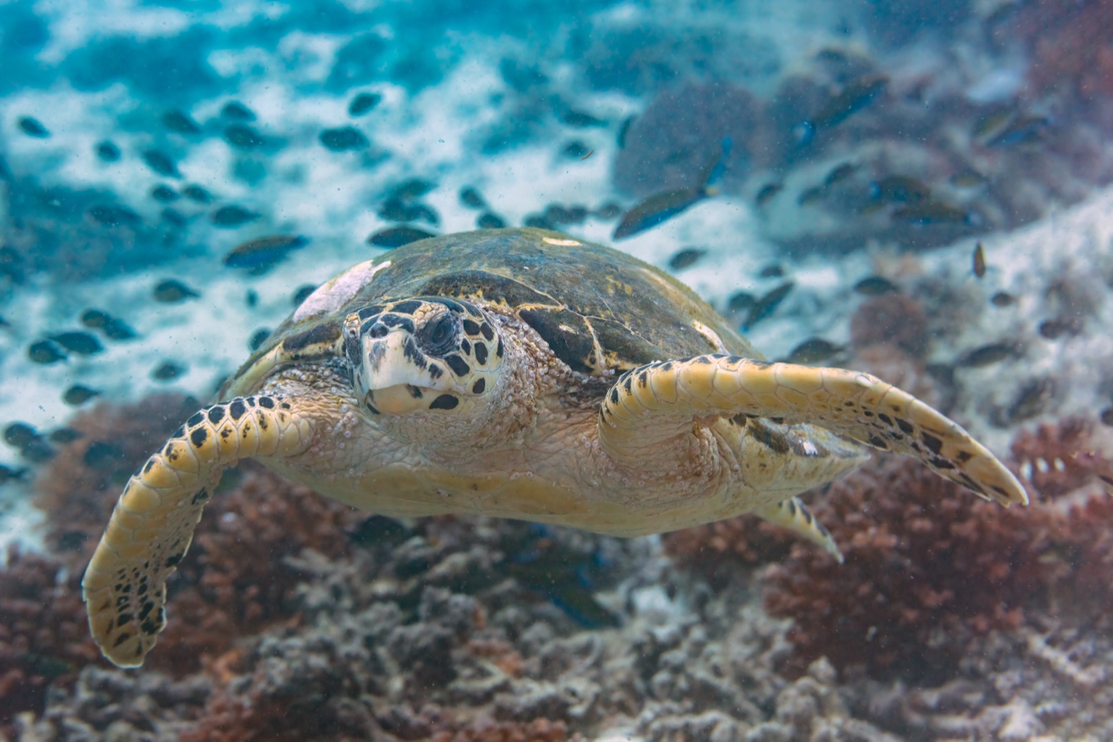 Photo of Hawksbill turtle (Eretmochelys imbricata)