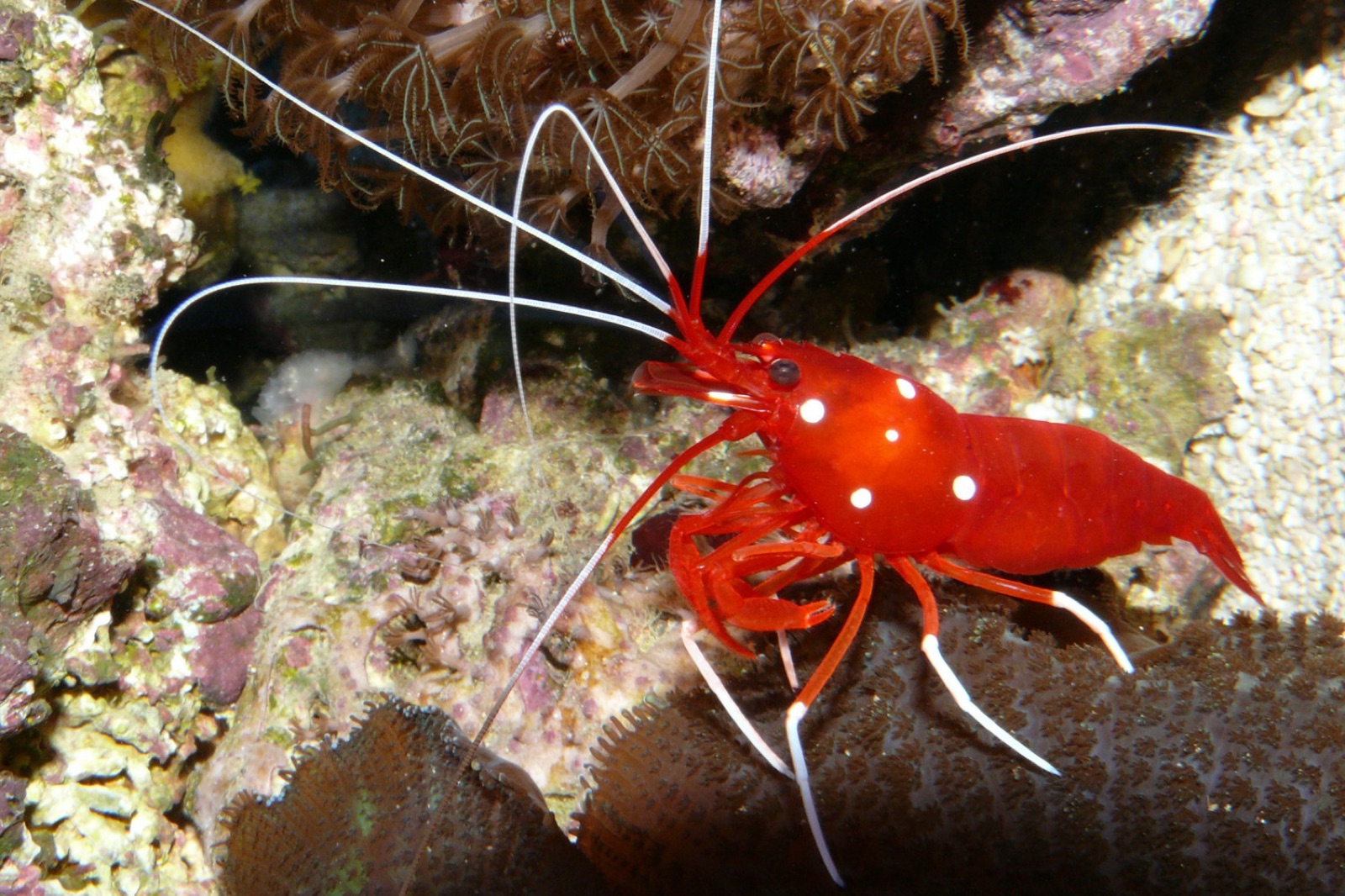 Photo of Fire Shrimp (Lysmata debelius)