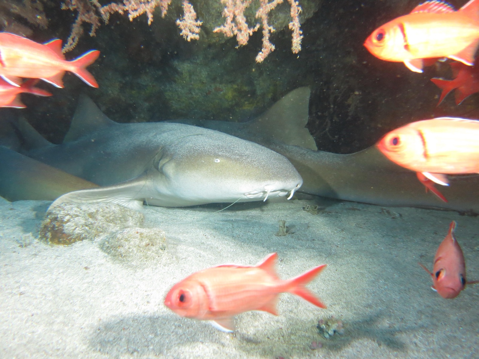 Photo of Nurse Shark (Ginglymostoma cirratum)