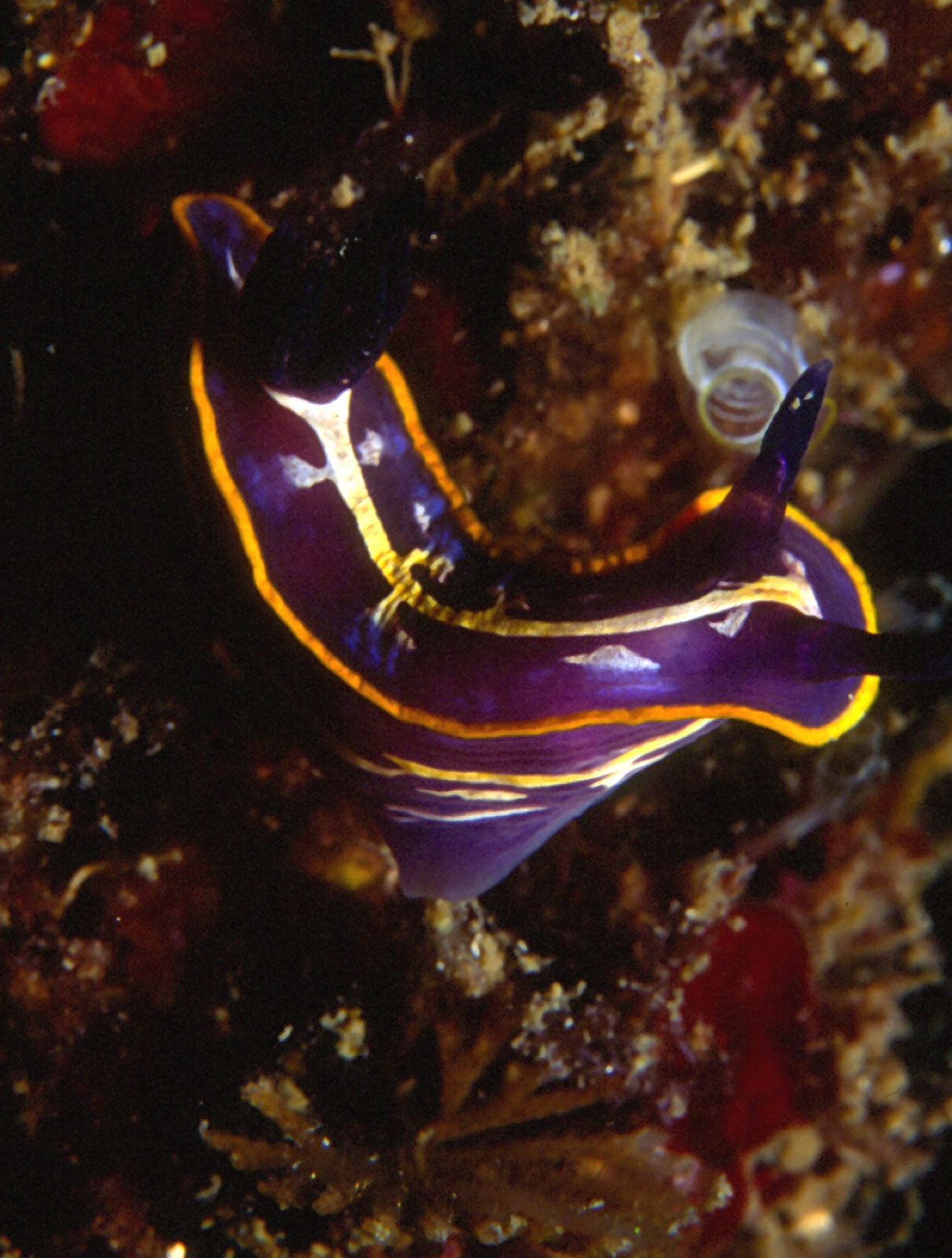 Photo of Fontandrau's doris (Felimare fontandraui)