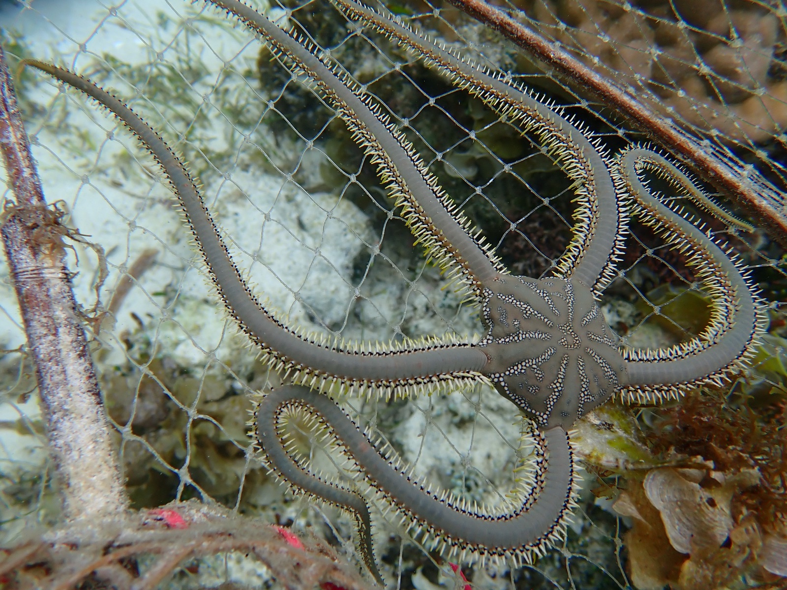 Photo of Giant Green Brittle Star (Ophiarachna incrassata)