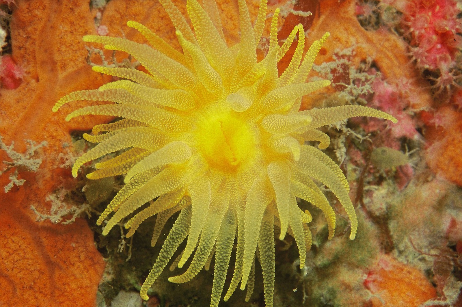 Photo of Yellow solitary coral (Leptopsammia pruvoti)