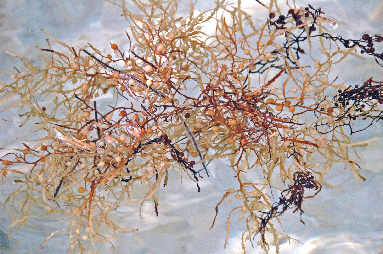 Photo of Floating Sargassum (Sargassum natans)