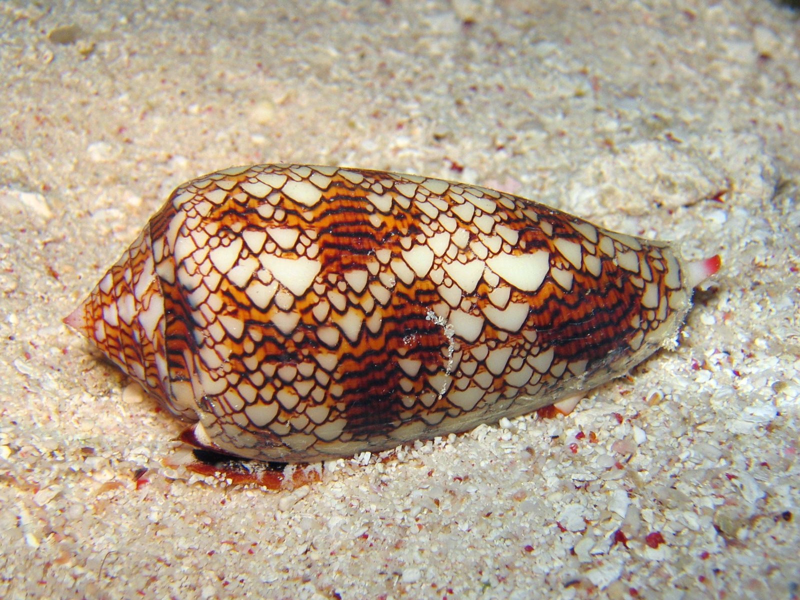 Photo of Textile cone (Conus textile)