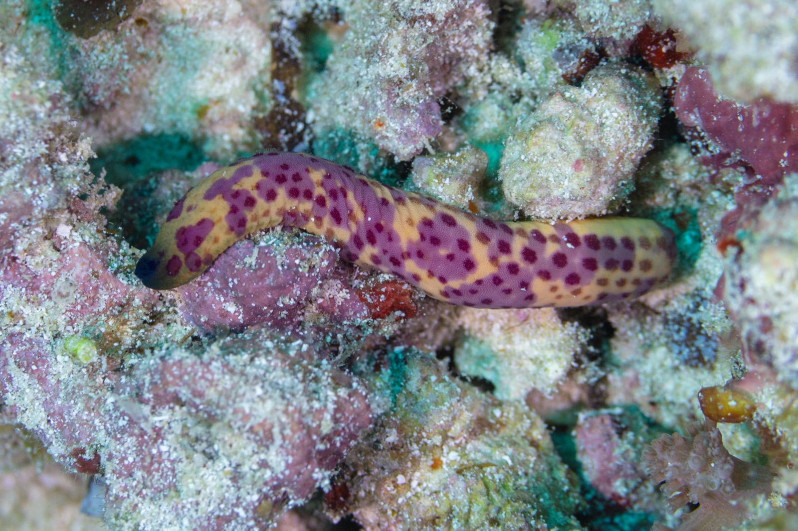 Photo of Mottled sea star (Linckia multifora)