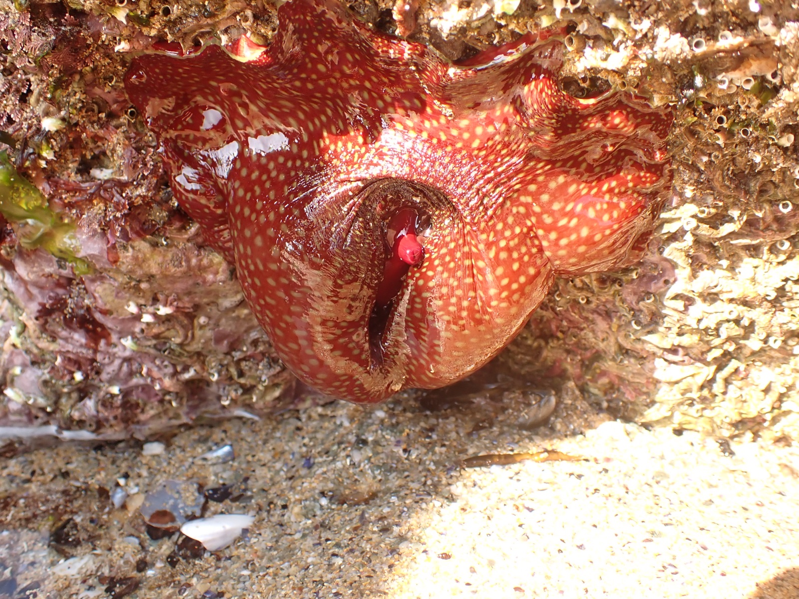 Photo of Strawberry anemone (Actinia fragacea)