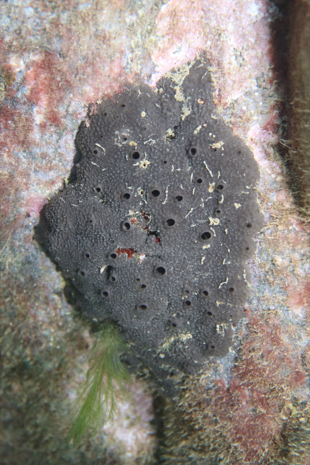 Photo of Spiny sponge (Sarcotragus spinosulus)