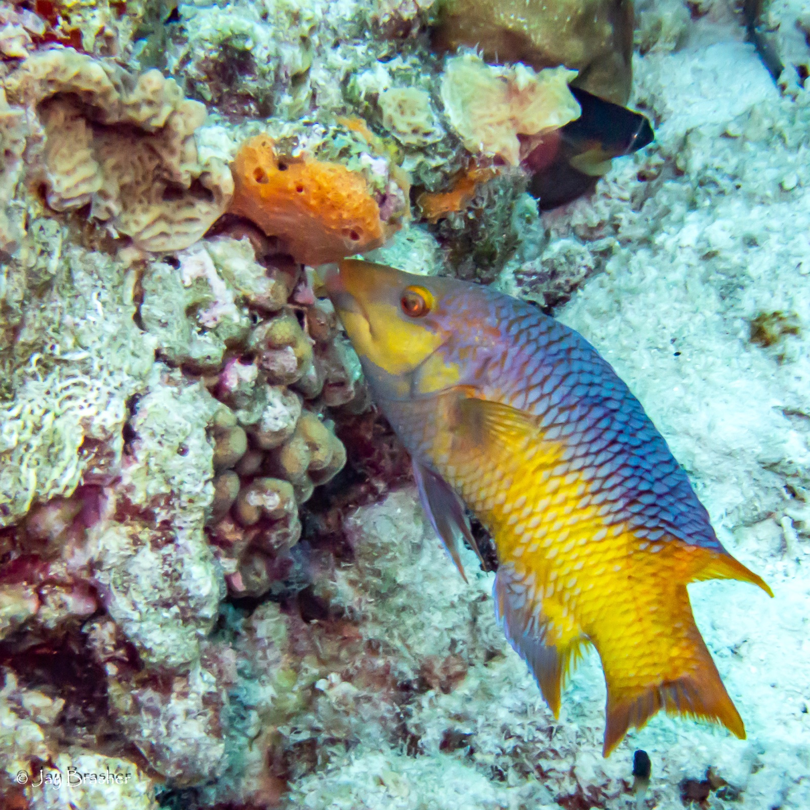 Photo of Spanish hogfish (Bodianus rufus)