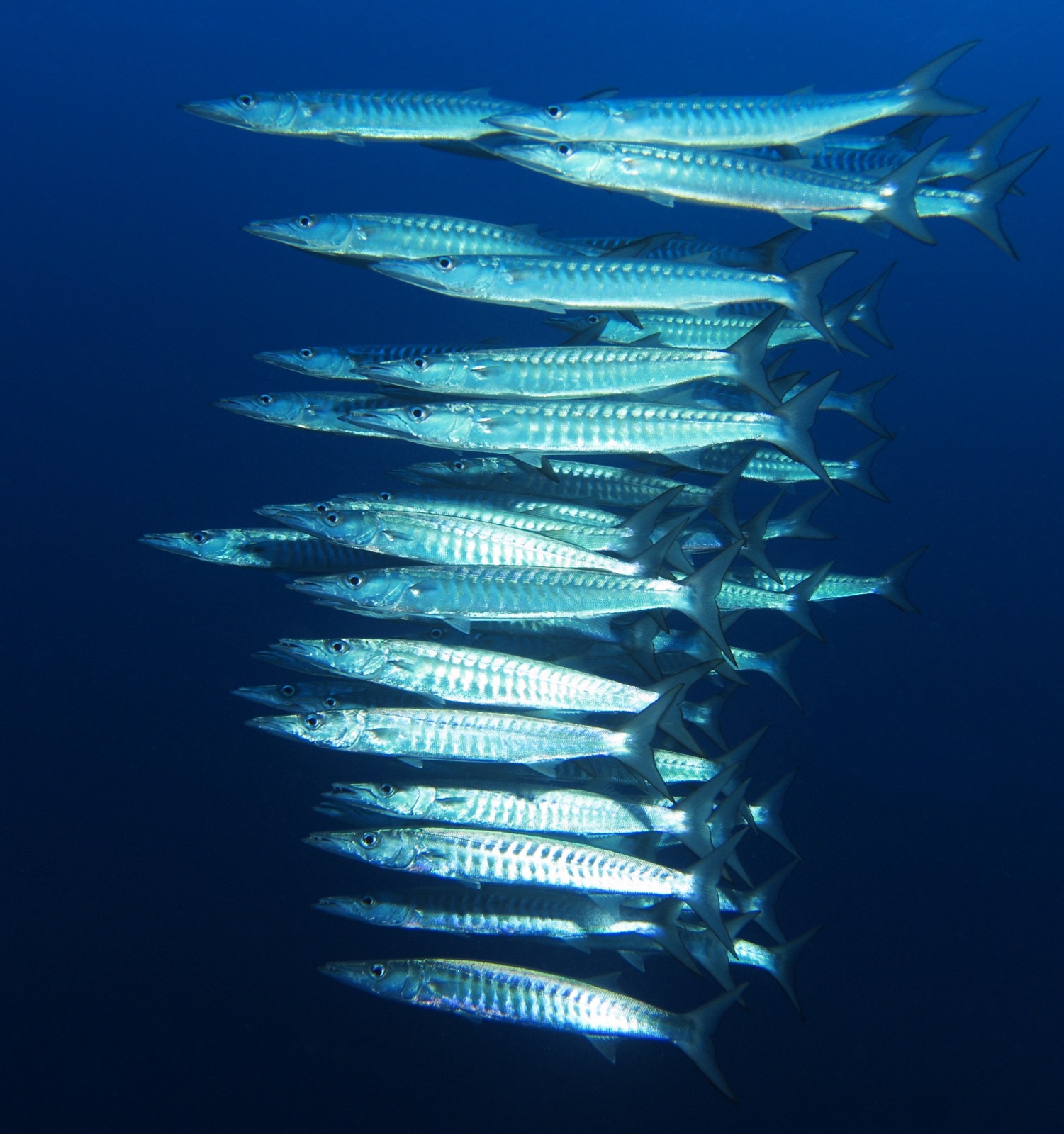 Foto de Barracuda con galones (Sphyraena qenie)