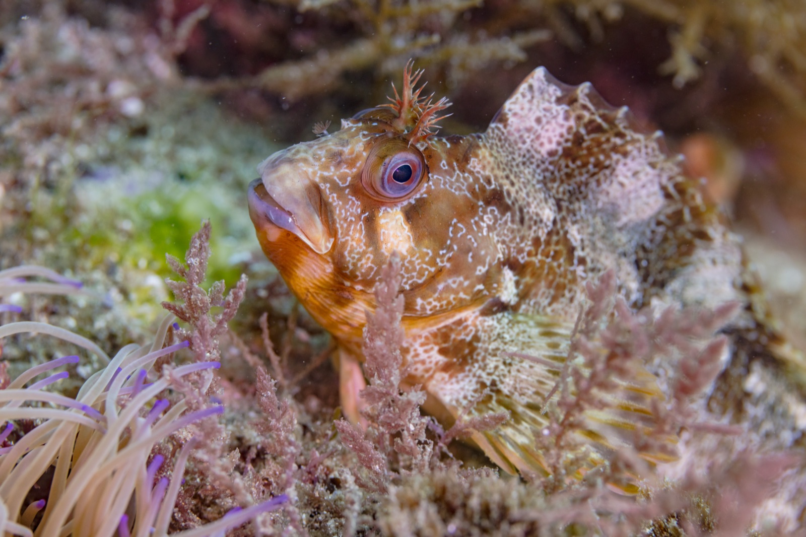 Photo de Blennie cabot (Parablennius gattorugine)