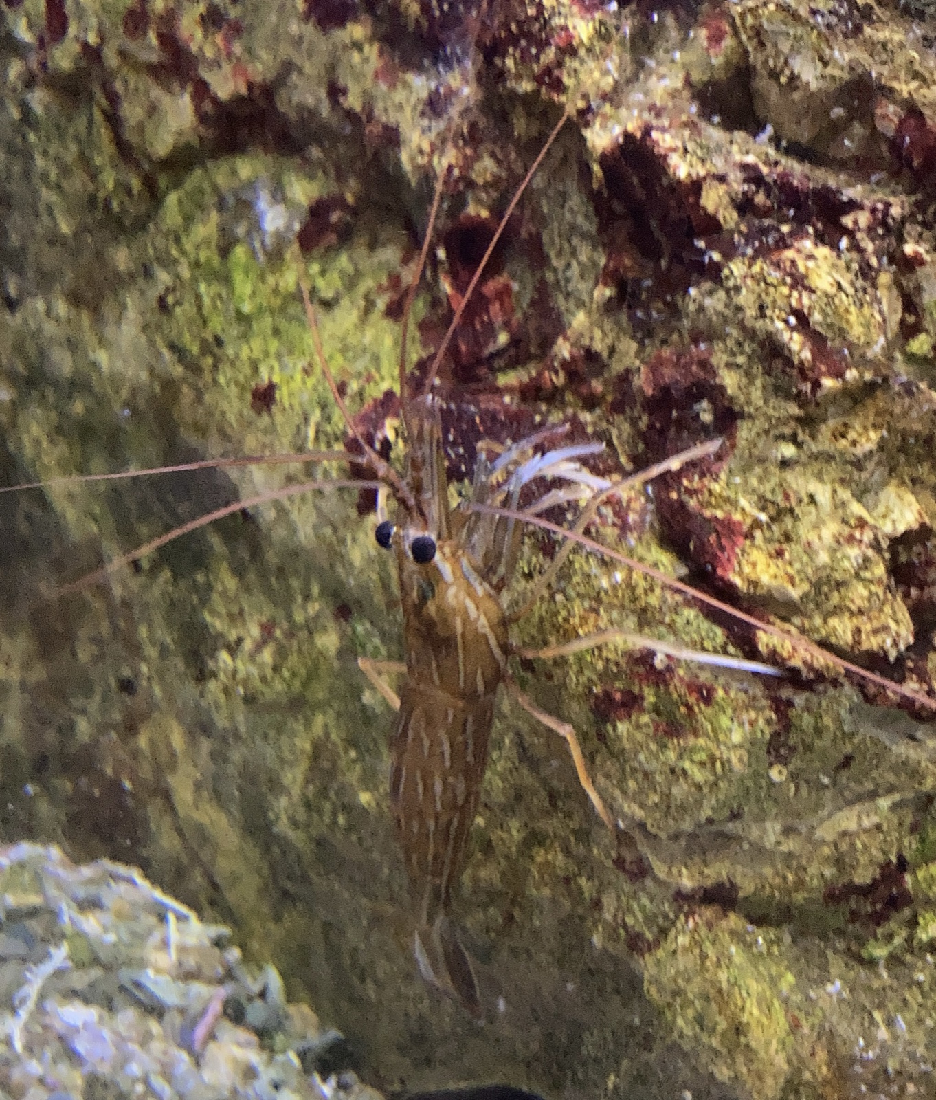 Photo of California cleaner shrimp (Lysmata californica)