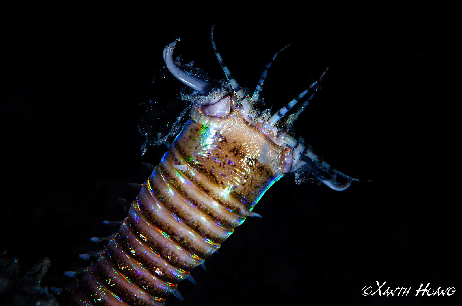 Foto de Gusano bobbit (Eunice aphroditois)