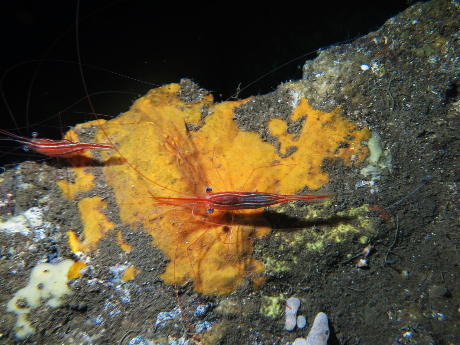 Photo of Narwhal shrimp (Plesionika narval)