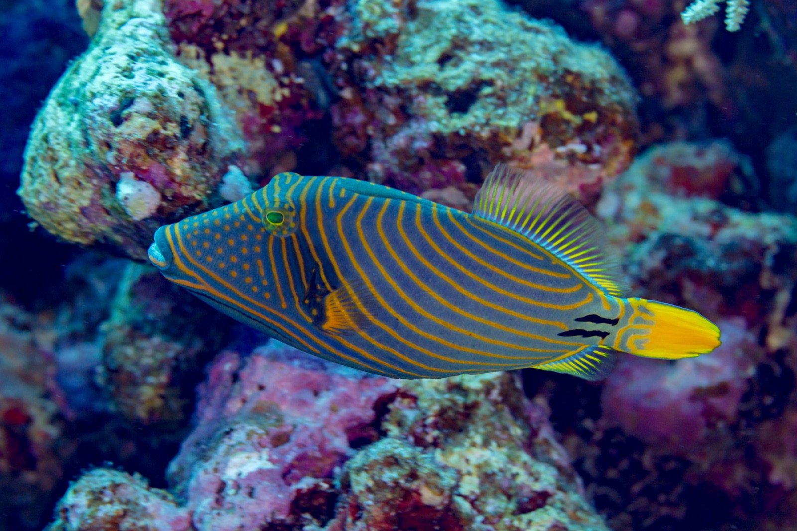 Photo of Orange-lined triggerfish (Balistapus undulatus)