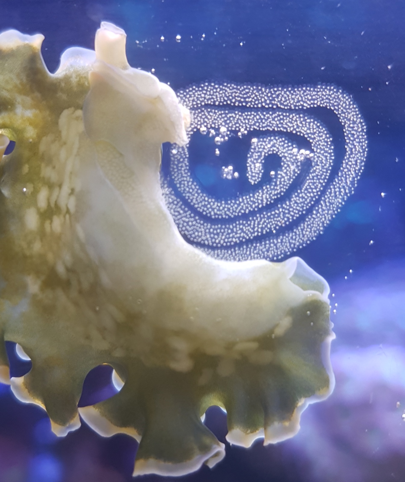 Photo of Lettuce sea slug (Elysia crispata)