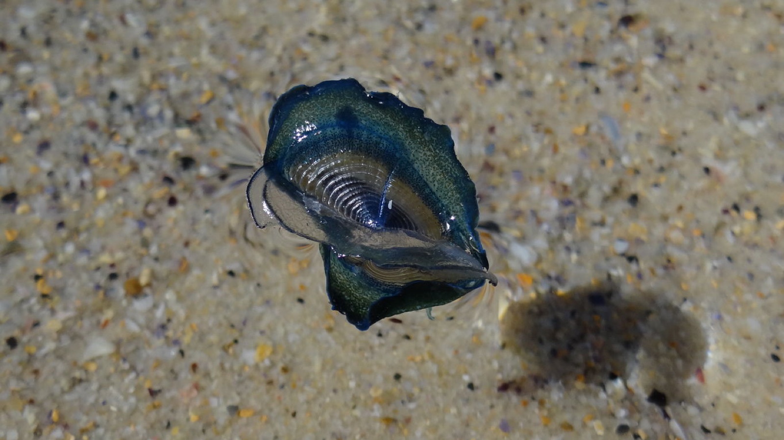 Photo of By-the-wind sailor (Velella velella)