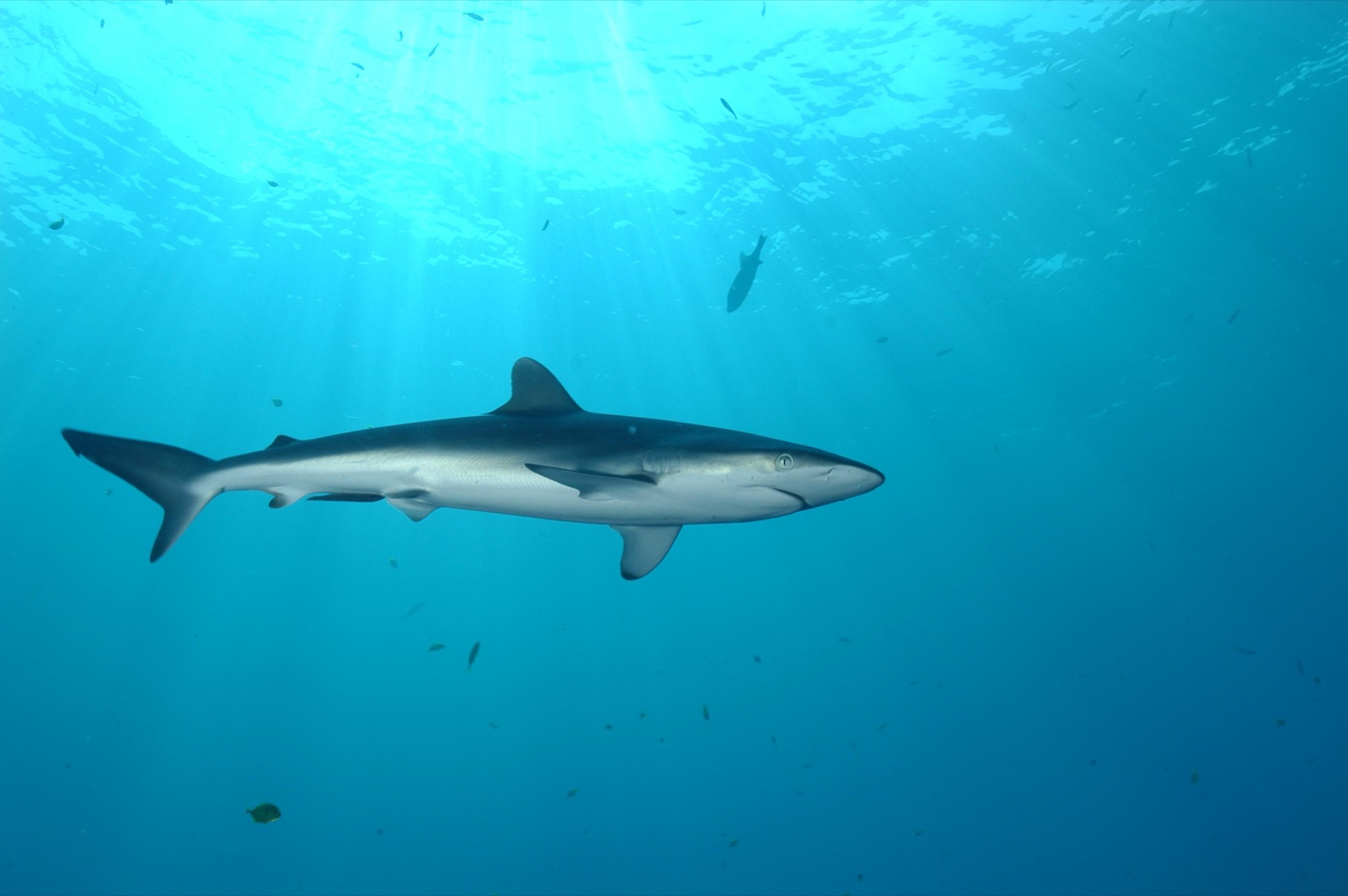 Photo of Silky shark (Carcharhinus falciformis)