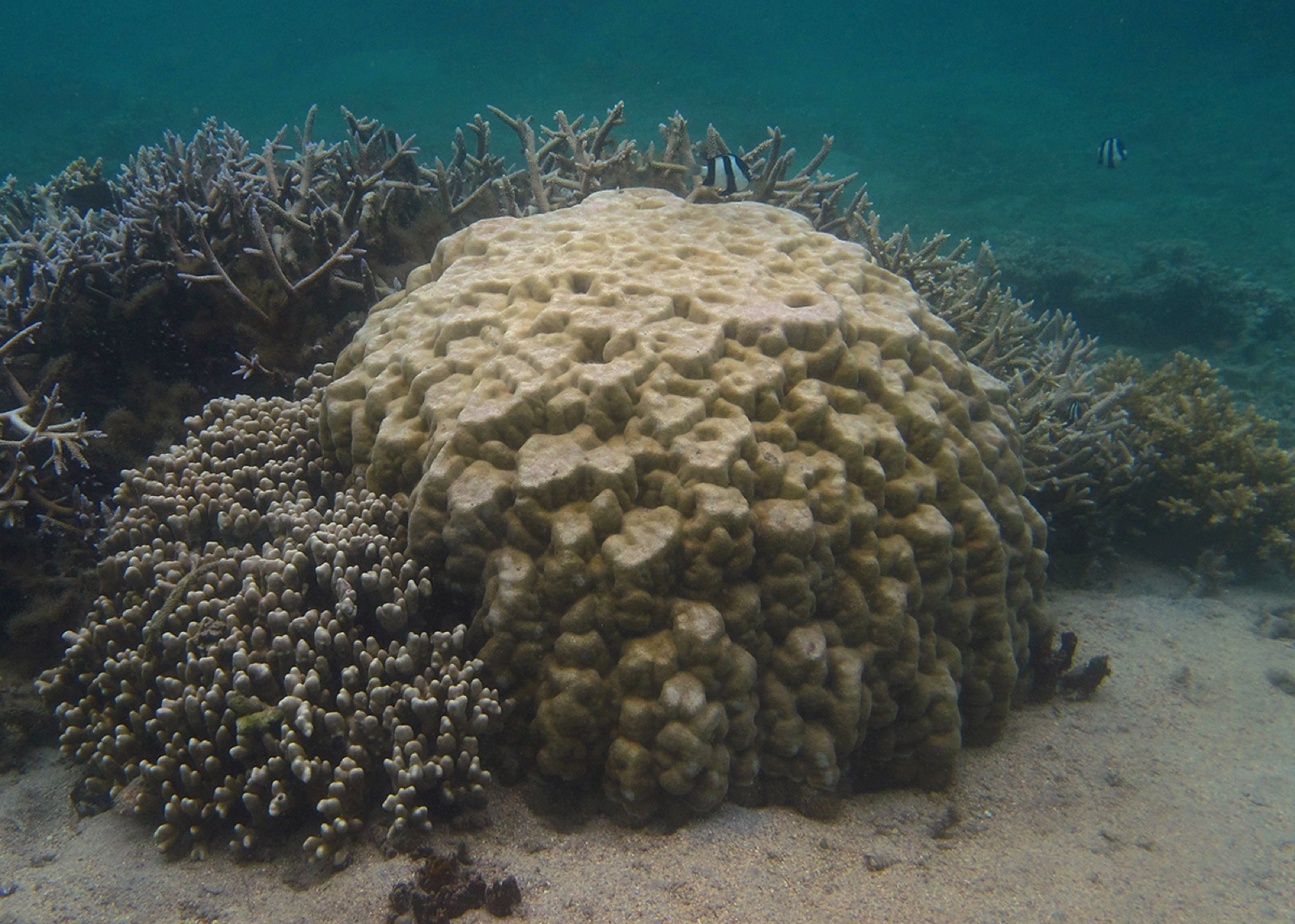 Photo of Lobe coral (Porites lobata)