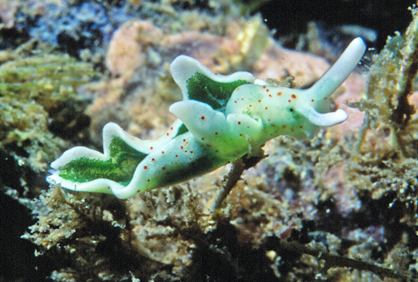 Photo of Solar-powered sea slug (Elysia timida)
