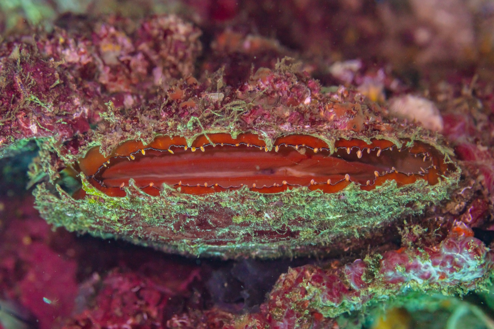 Photo of Black-lip pearl oyster (Pinctada margaritifera)